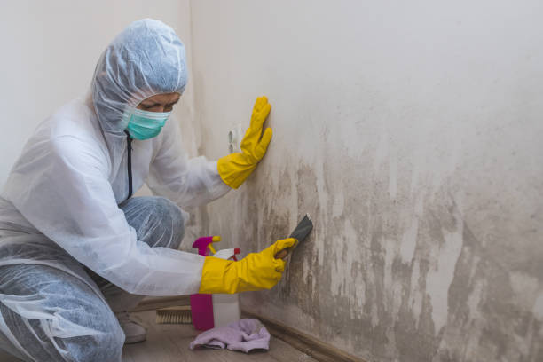 Best Commercial Mold Remediation in Parachute, CO