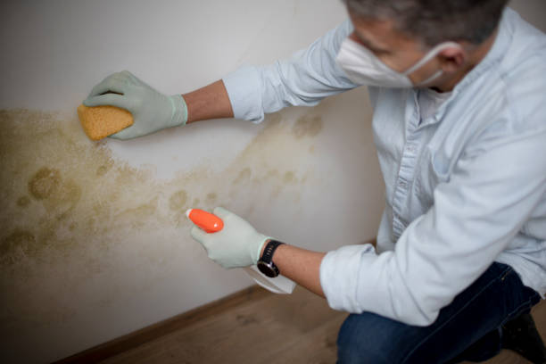 Best Attic Mold Remediation in Parachute, CO