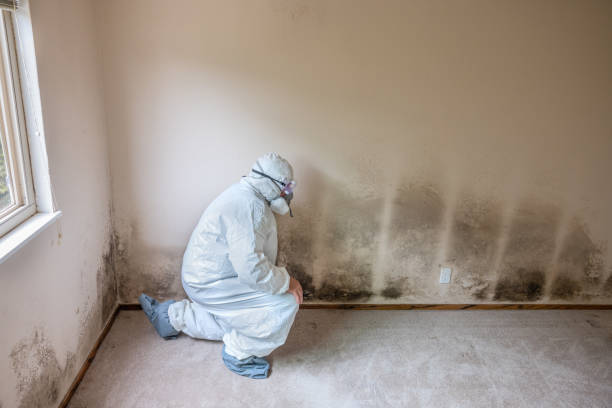 Best Black Mold Remediation in Parachute, CO